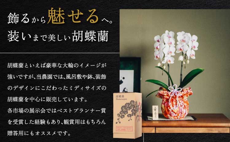 胡蝶蘭 花 ミディ胡蝶蘭 華あかり スタンダード 2本立ち 蘭 ラン 洋蘭 ミディサイズ 観賞用 贈答用 鉢植え 風呂敷 和モダン インテリア 植物 コチョウラン 母の日 敬老の日 産地直送 送料無料 株式会社なかがわ
