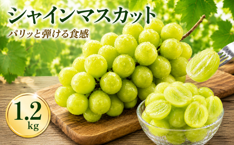 シャインマスカット  1.2kg【2026年8月中旬～9月下旬頃発送予定】 ぶどう ブドウ フルーツ 果物 国産 九州 熊本 熊本県 産地直送 パリッと 弾ける 食感 爽やか 甘い 贅沢 家庭用 お取り寄せ ご褒美 デザート 夏 秋 贈答 ギフト くまふる