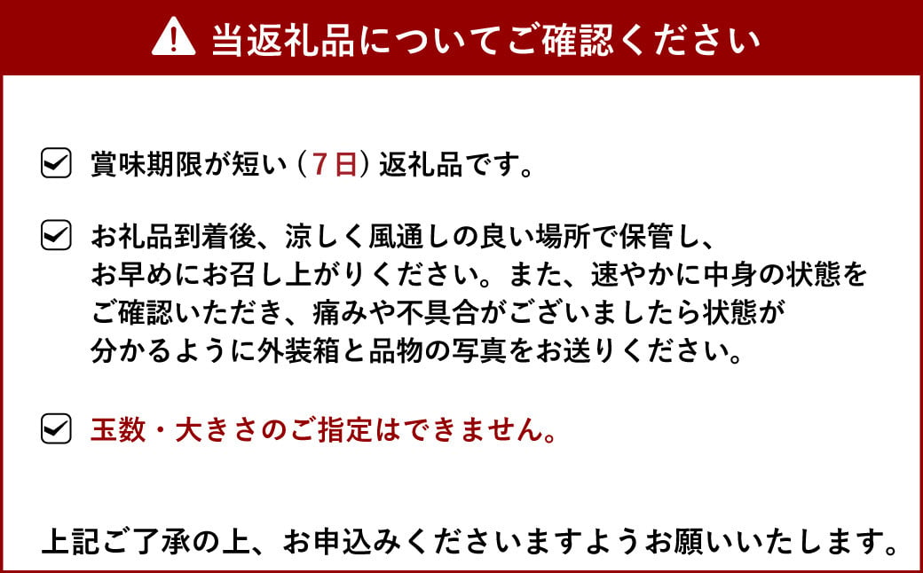 国産 リスボンレモン 約2.5kg 20〜30玉【吉田レモニー】【2024年11月上旬〜2025年7月上旬発送】檸檬 レモン 柑橘 果物 フルーツ