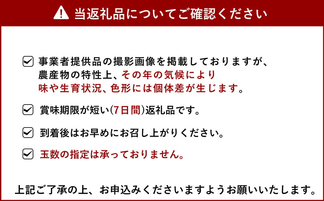 【先行予約】 熊本県宇城市産 パール柑 約10kg 【2025年3月上旬から4月上旬発送予定】文旦 柑橘 フルーツ 果物 果実 みかん 蜜柑 ミカン