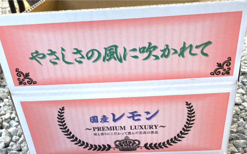 マイヤーレモン 3kg（25玉～30玉） 【ひかる農園】【9月上旬から12月下旬発送予定】レモン れもん 檸檬