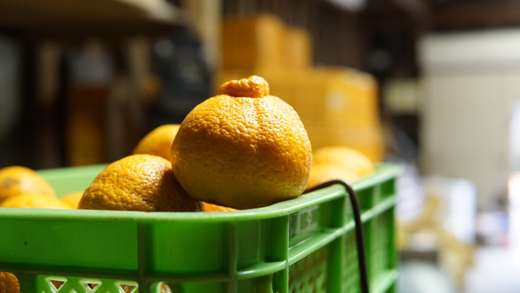 不知火 約8kg (25個前後) 【2026年2月上旬から3月下旬発送予定】 しらぬい みかん ミカン 蜜柑 フルーツ 果物 くだもの 熊本県産 九州産 国産 ひでみかん