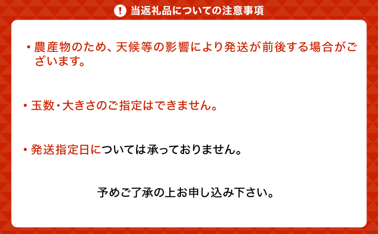 ライム 国産 約1.5kg 10～20玉【吉田レモニー】【2025年9月下旬-2026年3月中旬発送】柑橘 小玉 らいむ