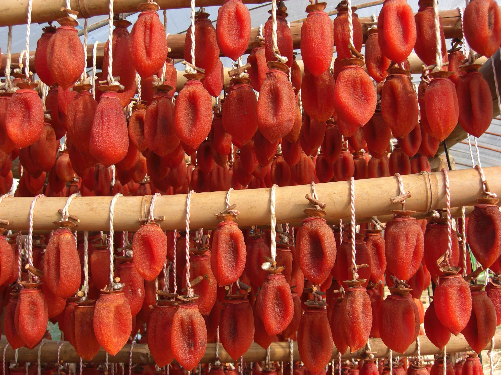 ãå
è¡äºçŽã å¹²ãæ¿ å·»æ¿ çŸå¹Žå€æš å·»ãæ¿ 1æ¬ å¹²æ¿ æ¿ ãã©ã€ãã«ãŒã èªç¶é£å äŒçµ±é£ ãè¶èå ä¹å·ç£ çæ¬çç£ å®ååžç£ 2026幎1æäžæ¬ãã3æäžæ¬çºéäºå®