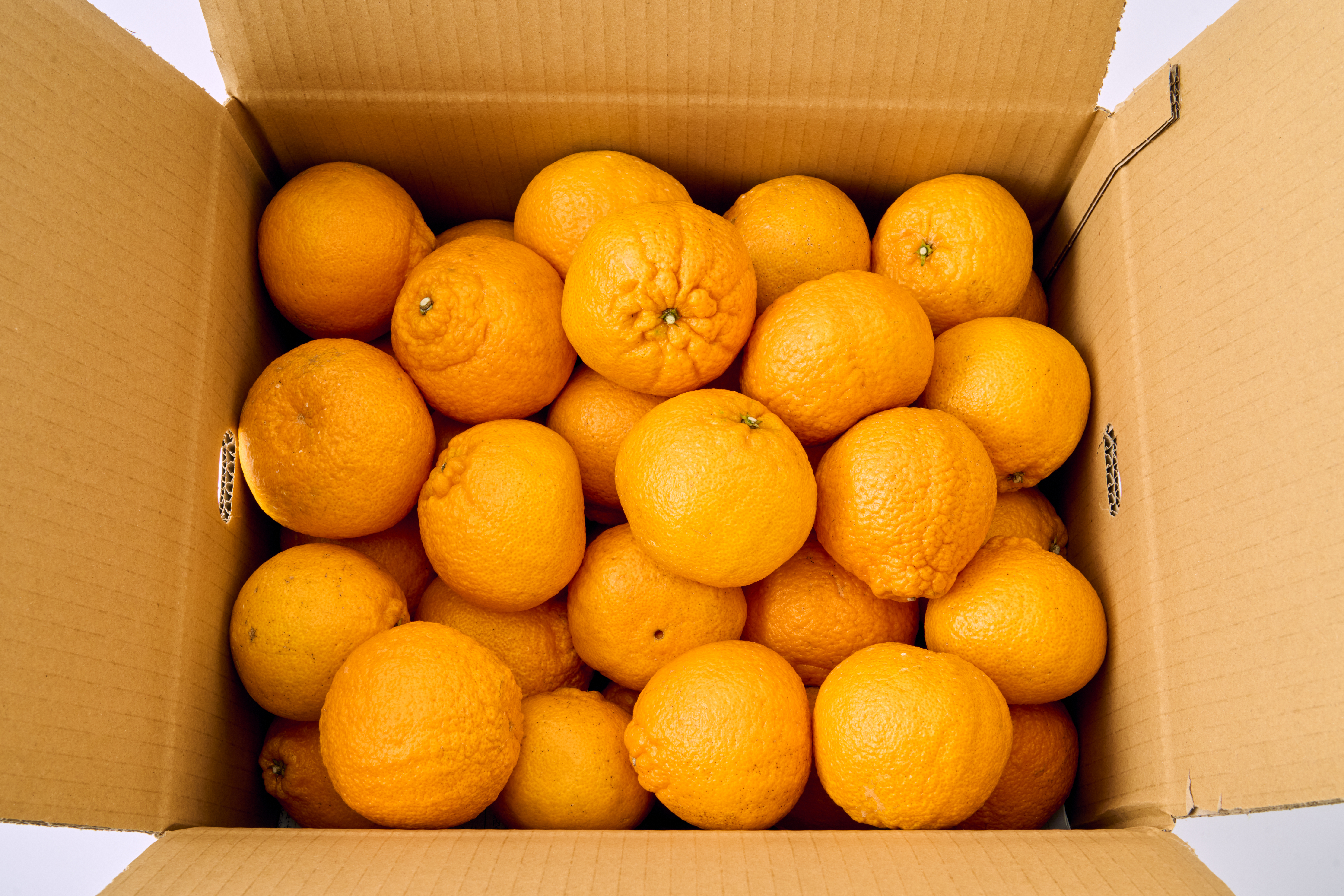 å
è¡äºçŽ èš³ãã äžç¥ç« æããäžç¥ç« éžã¹ã容é çŽ10kg ã2026幎4æäžæ¬ãã2026幎6æäžæ¬çºéäºå®ã åŸ¡è©ææš¹å ãããã äžæã ããã¬ã ææ© å®ååž çæ¬çç£