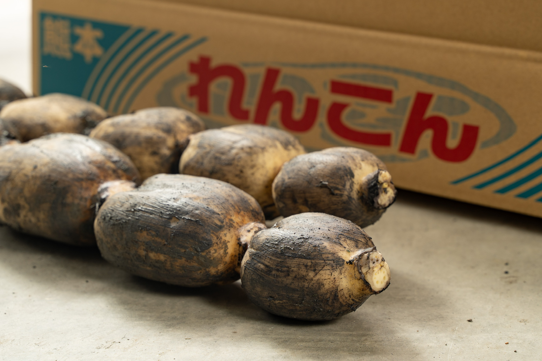 レンコン 斎藤さん家の「生」れんこん 約2kg (約2〜3本 節数：8〜10節）【2025年9月上旬〜2026年3月上旬発送予定】レンコン 泥付き 産地直送 蓮根 熊本県産 国産 九州 熊本県 宇城市