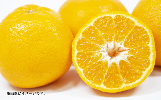【2023年1月上旬～順次発送予定】ポンカン 8kg（40個前後）ひでみかん 柑橘 果物