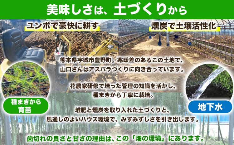 訳あり アスパラガス グリーンアスパラ アスパラ あすぱら 約2kg(S～L) 【2026年7月上旬～2026年10月中旬発送予定】野菜 春野菜 旬野菜 生鮮食品 熊本 熊本県 宇城市 みずみずしい 甘い シャキシャキ やわらかい 日本フルーツ