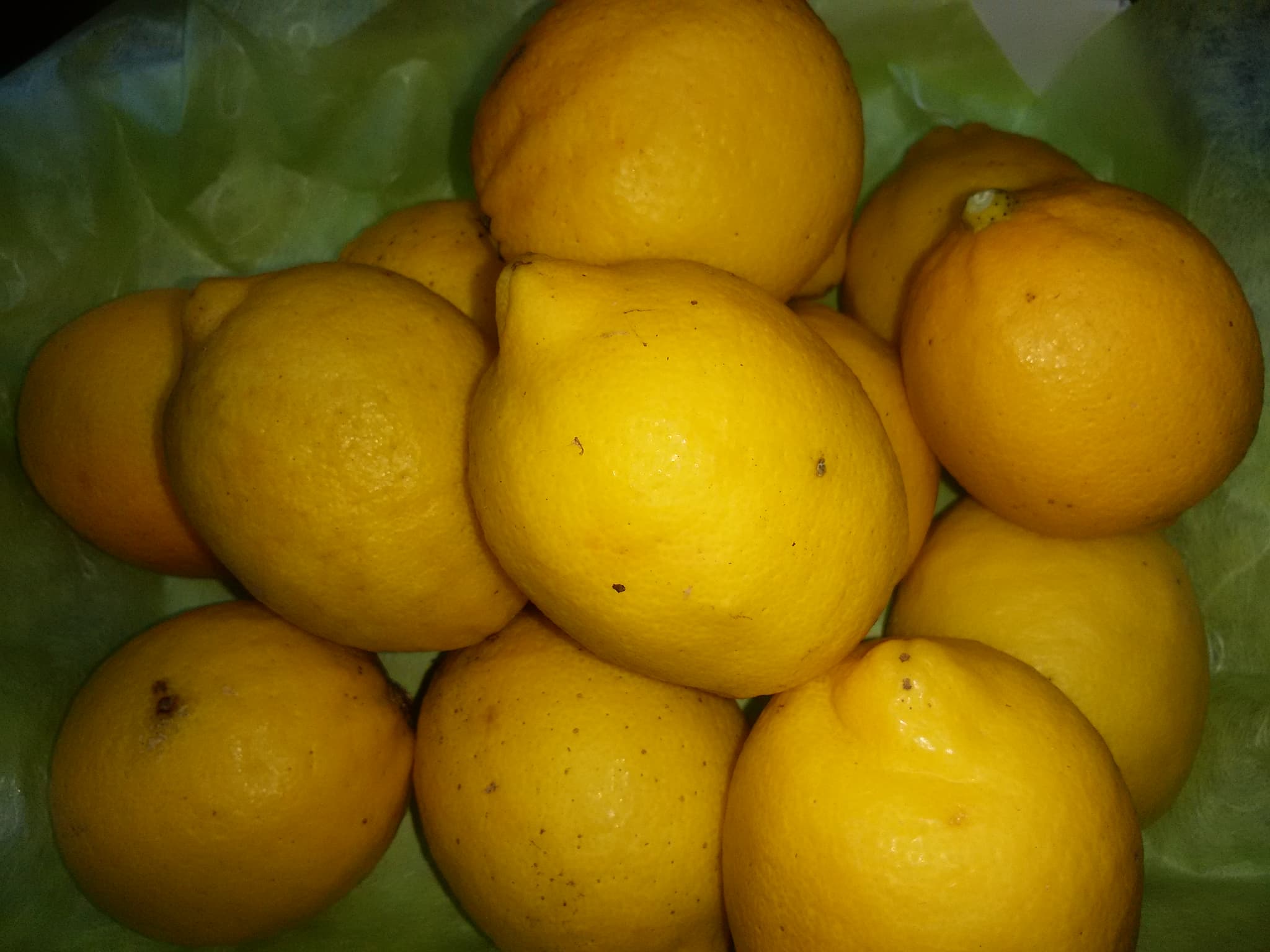 ã¬ã¢ã³ åœç£ ãªã¹ãã³ã¬ã¢ã³ çŽ2.5kg 20ã30çãåç°ã¬ã¢ããŒãã2025幎11æäžæ¬-2026幎7æäžæ¬çºéã