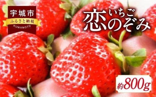 いちご 恋のぞみ 約400g×2パック 合計約800g 【12月上旬から2025年3月下旬発送予定】いちご イチゴ 苺 恋のぞみ フルーツ くだもの 果物 熊本県産 宇城市