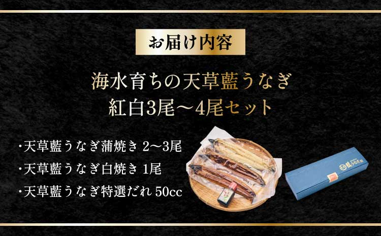 うなぎ 【ミシュラン1つ星店 採用】 国産 紅白 3～4尾セット 計600g  【数量限定】海水育ちの天草藍うなぎ 鰻 ニホンウナギ 惣菜 熊本県産 九州 国産 冷凍