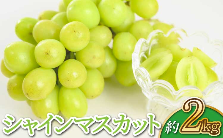 【先行予約】【2026年7月下旬～8月下旬頃順次発送予定】宇城市産 シャインマスカット 約2kg（3〜5房）宇城彩館 ぶどう
