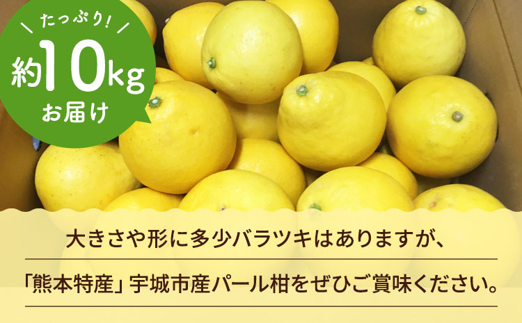 【先行予約】 熊本県宇城市産 パール柑 約10kg 【2026年2月上旬から4月中旬発送予定】文旦 柑橘 フルーツ 果物 果実 みかん 蜜柑 ミカン