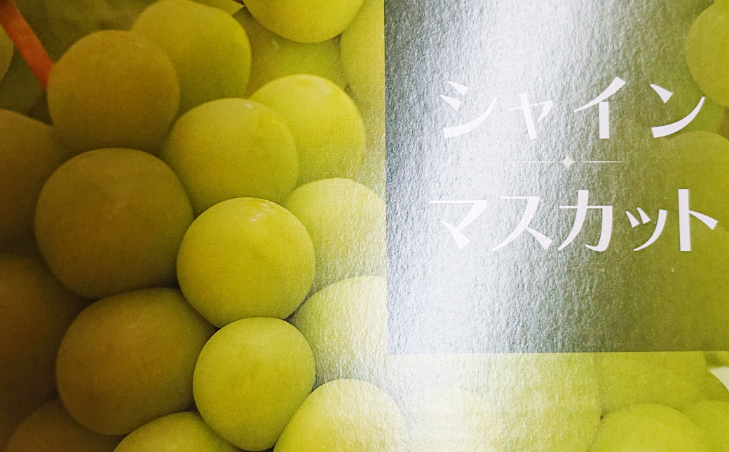 熊本県 宇城市産 シャインマスカット 2～3房 約1kg【2024年7月下旬から2024年8月上旬発送予定】マスカット 葡萄 ブドウ ぶどう