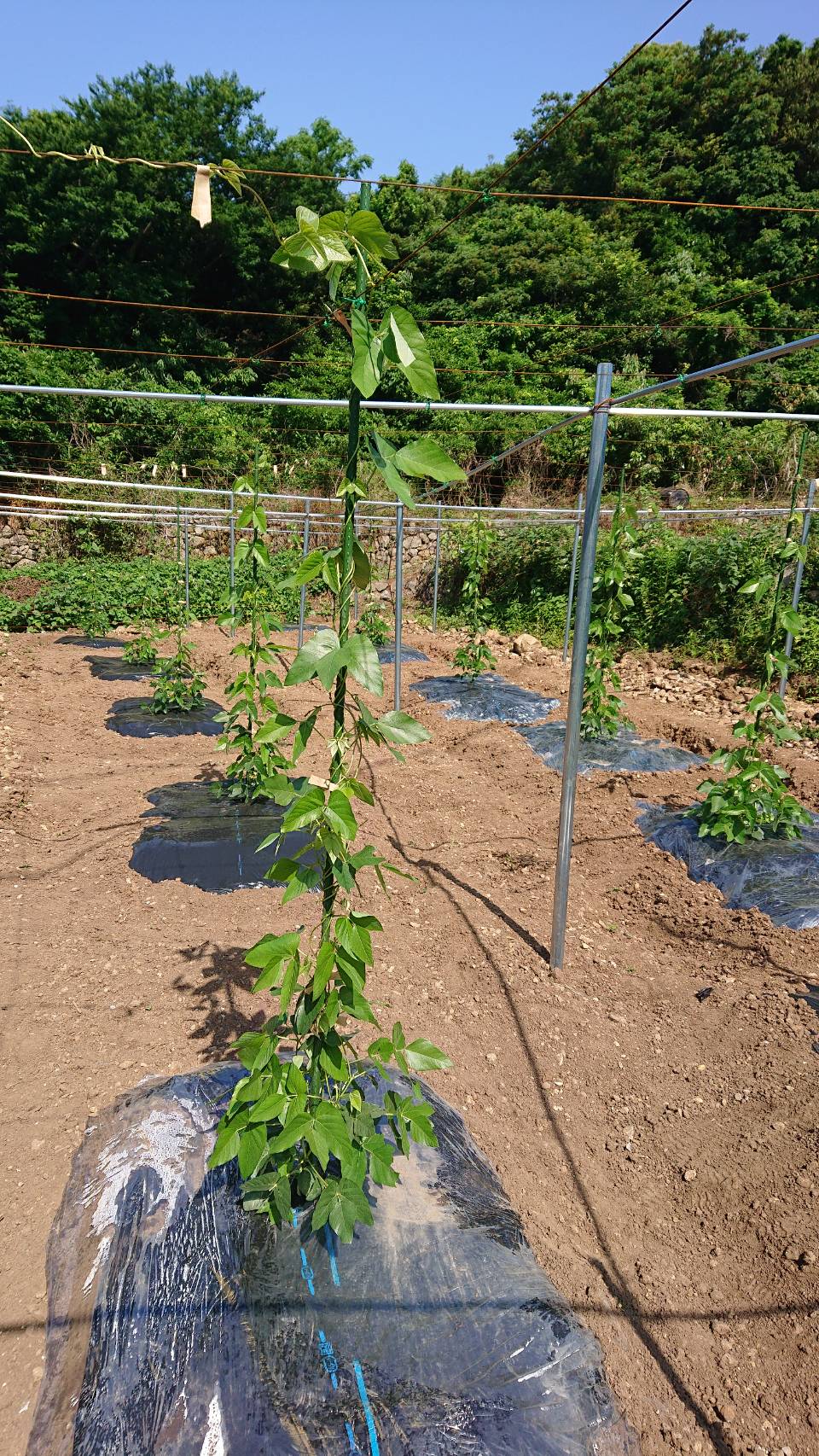 辭頑悽逕」 繝繧ッ繝願ア 繝代え繝繝シ 100g 繧縺上↑雎 邊画忰 邊画忰繧ソ繧、繝 辭頑悽逵 螳蝓主ク