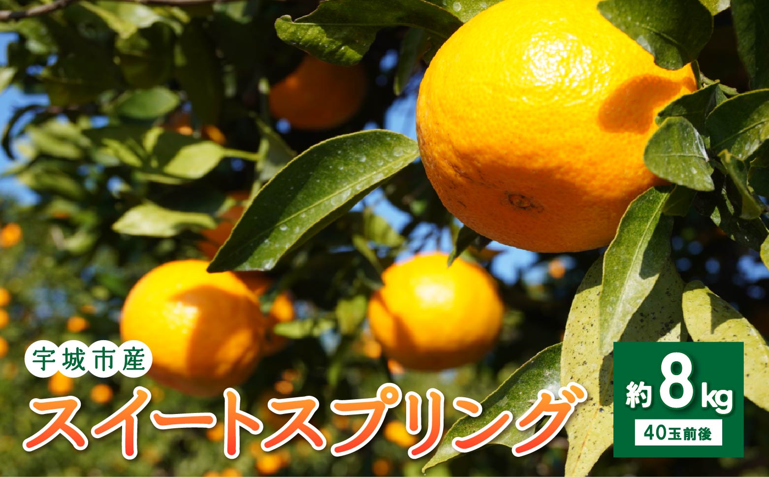 スイートスプリング 選べる容量 約8kg (40玉前後)【2025年12月上旬から2026年1月下旬頃発送予定】フルーツ 果物 くだもの 熊本県産 九州産 国産 送料無料 ひでみかん