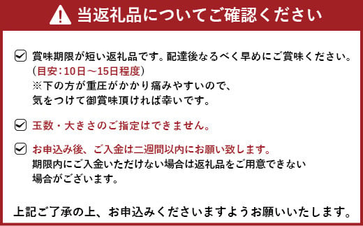 【先行予約】恋する 不知火 約10kg 訳あり品 【御舩果樹園】【2025年4月上旬から2025年6月下旬発送予定】果物 くだもの フルーツ 柑橘 しらぬい 国産