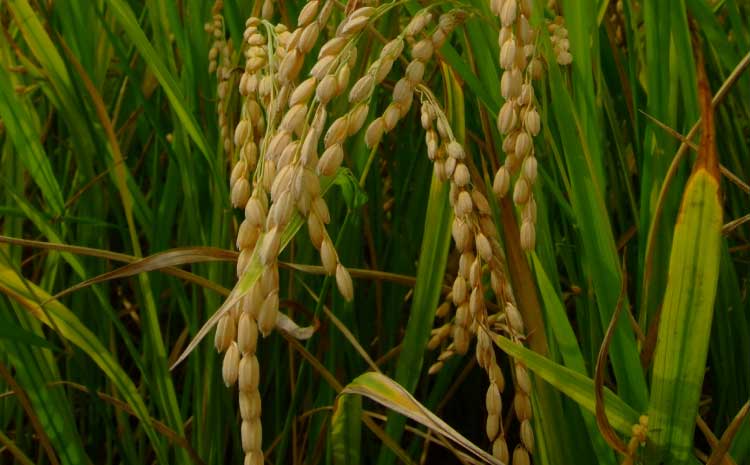 【令和7年産】季長米 5kg【竹崎野村農園】【2026年10月下旬までに発送予定】 うるち精米 ごはん ご飯 国産