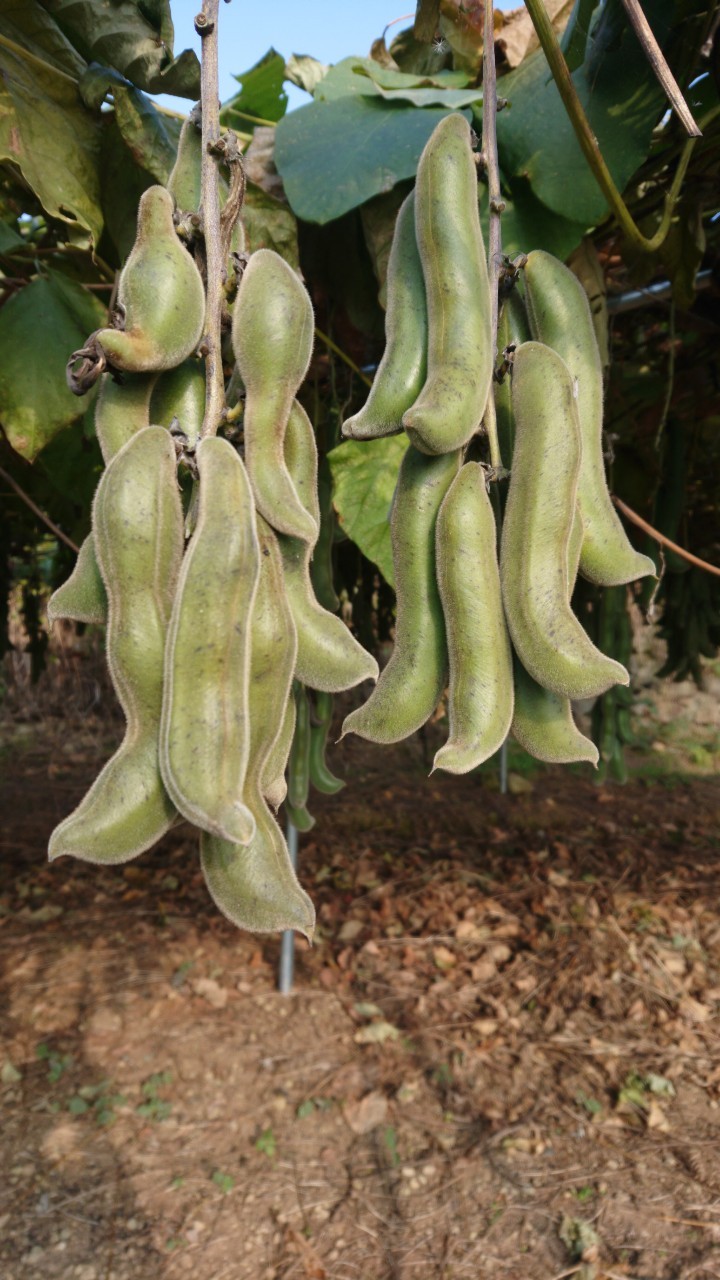 çæ¬ç£ çã ã¯ãè± 500g ãããªè± ç é£ç掻 çæ¬ç å®ååž