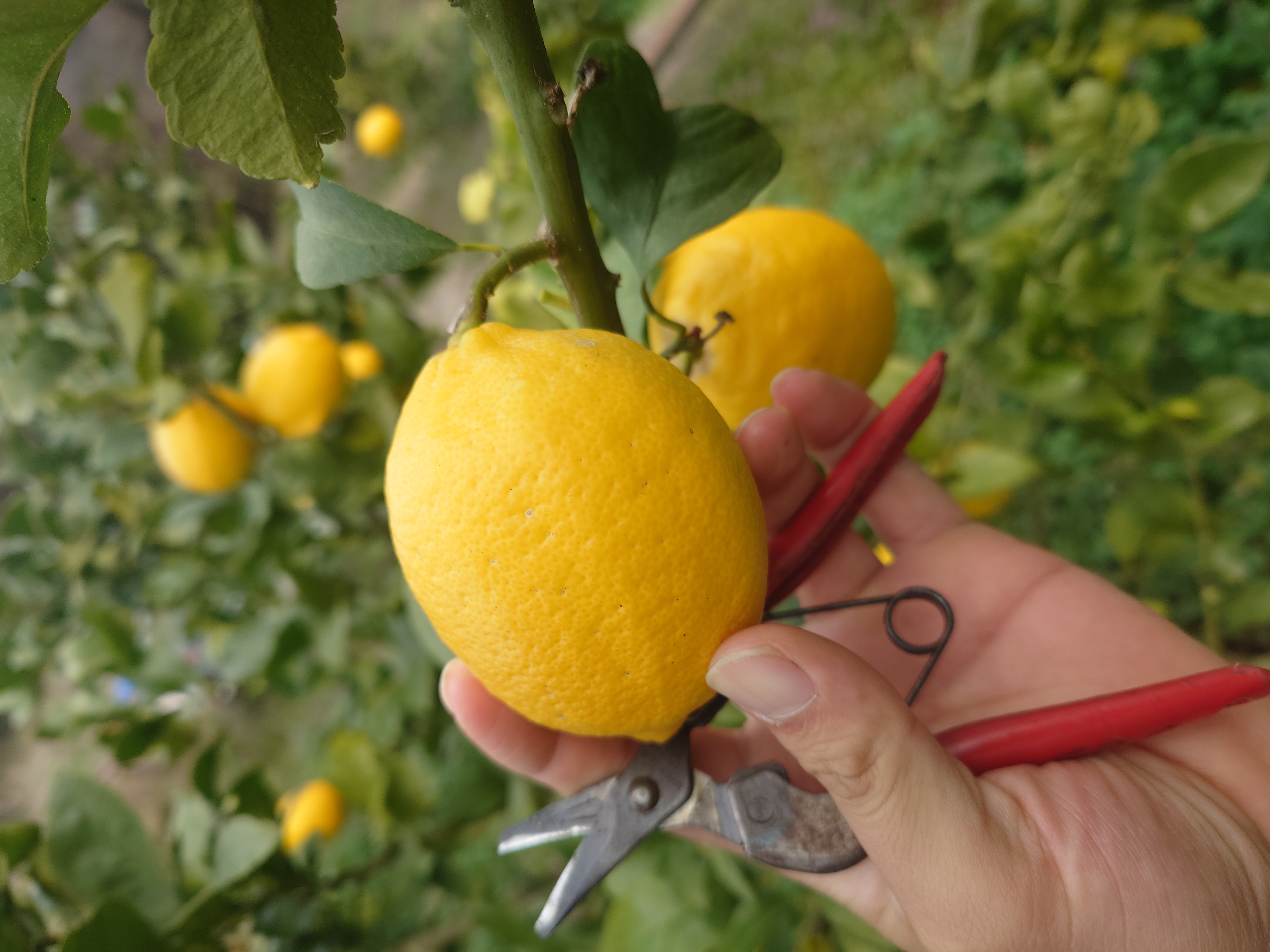  ユーレカ レモン 約5kg（35玉前後）【清水果樹園】【2026年11月上旬から11月下旬発送予定】 レモン 檸檬 国産レモン ノーワックス 防腐剤不使用 柑橘  調味料 国産 九州 熊本県 宇城市