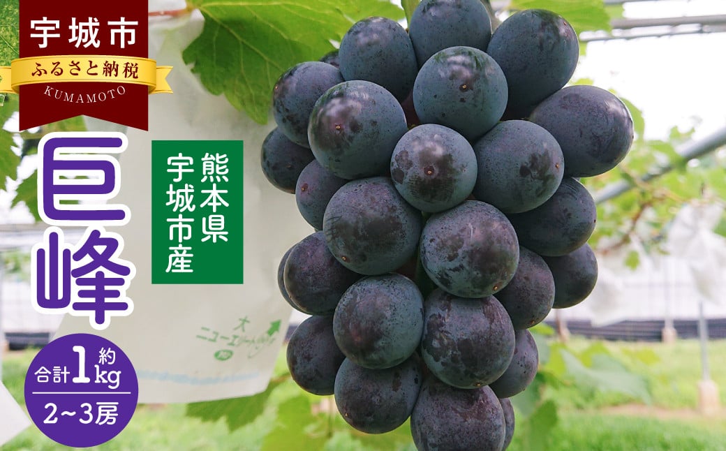 熊本県 宇城市産 巨峰 2～3房 約1kg【2024年8月上旬までに発送予定】ぶどう ブドウ 葡萄 大粒