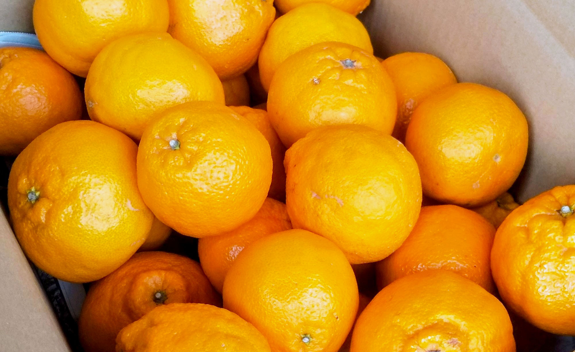 å
è¡äºçŽ èš³ãã äžç¥ç« çŽ10kg 40çååŸ ã2026幎3æäžæ¬ã4æäžæ¬çºéäºå®ã ããã¬ã ææ©é¡ ã¿ãã ãã«ã³ èæ æç© ãã«ãŒã å®ååžç£ çæ¬çç£ ä¹å·ç£ ã²ããææš¹å