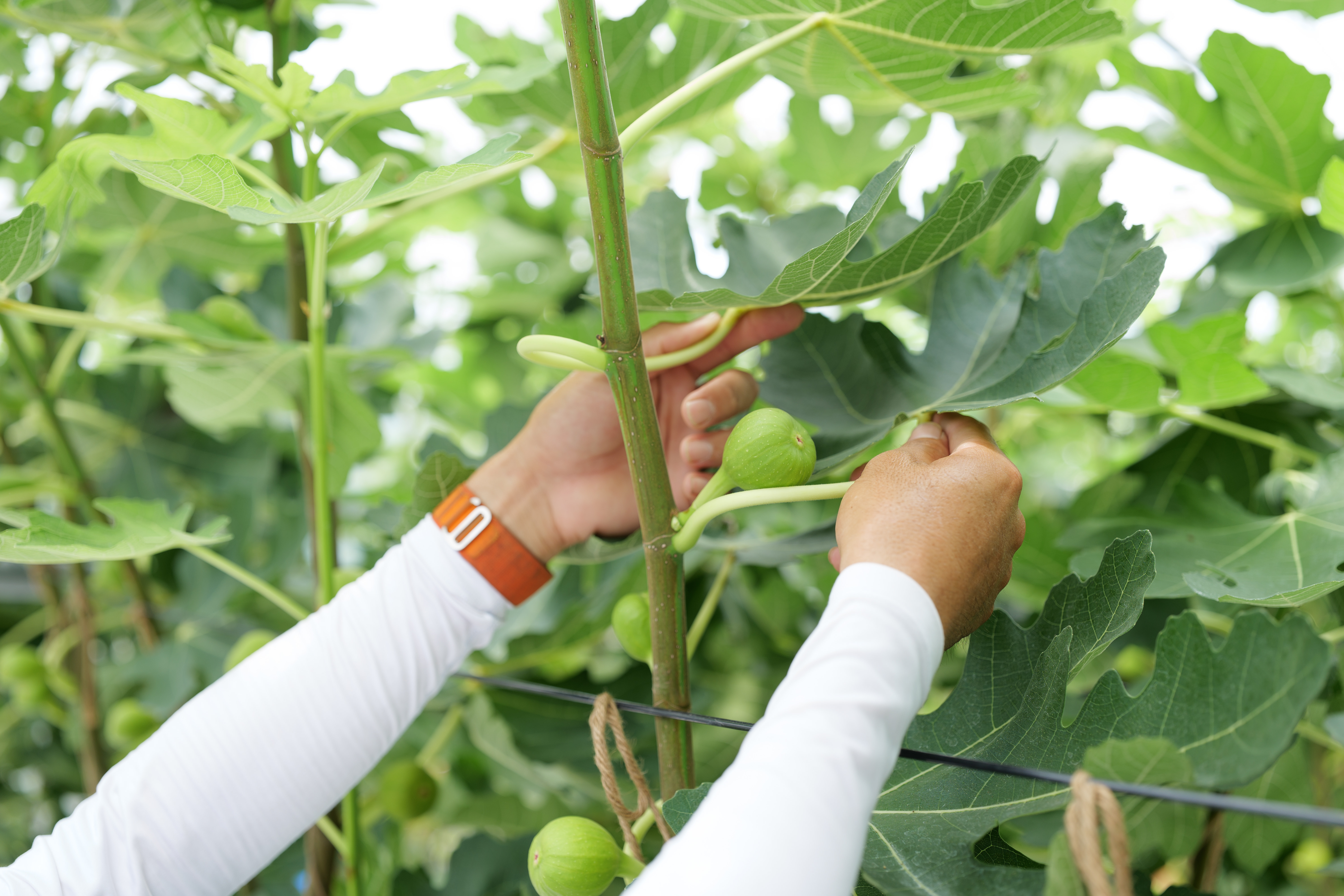 【6月中旬頃より順次発送予定】訳あり 冷凍 イチジク 約3kg【合同会社宝Farm】