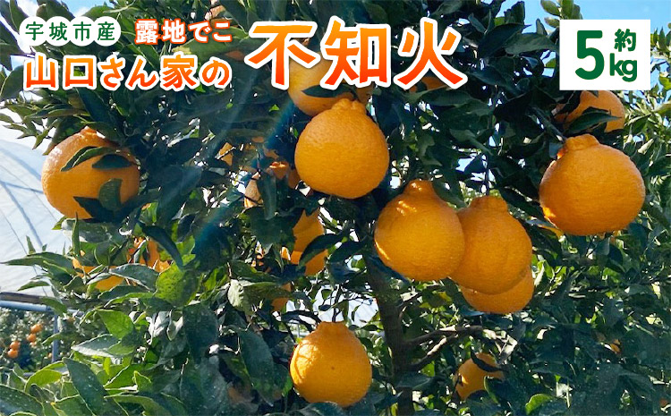 【先行予約】山口さん家の露地でこ不知火 約5kg L〜3L 大小混合 【2026年2月上旬から3月下旬発送予定】柑橘 果物 フルーツ