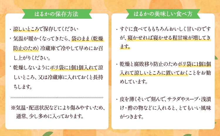 【先行予約】  訳あり はるか 約5kg（22玉〜27玉）【吉田レモニー】【2026年2月上旬〜2026年5月下旬発送】