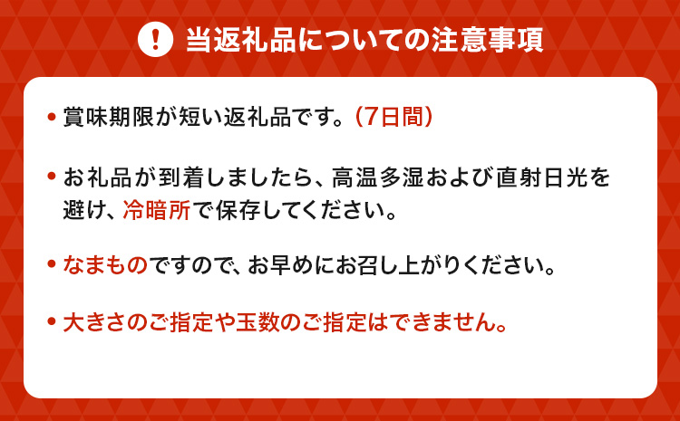 【先行予約】 熊本県宇城市産 パール柑 約10kg 【2026年2月上旬から4月中旬発送予定】文旦 柑橘 フルーツ 果物 果実 みかん 蜜柑 ミカン
