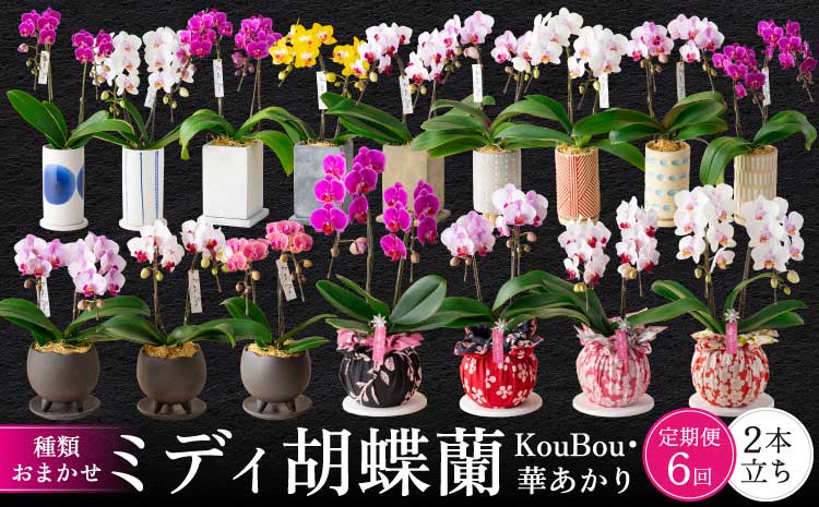 【定期便6回】ミディ胡蝶蘭 〈KouBou・華あかり〉2本立ち 洋蘭 観賞用 植物