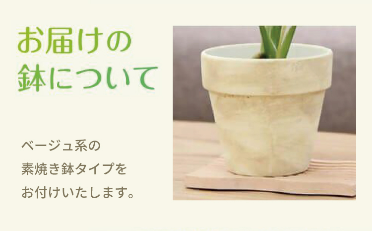 【森水木のラン屋さん】斑入り モンステラ タイ コンステレーション 2.5号ポット 栽培苗 植え替えセット付き ベージュ系素焼き鉢 熊本県 宇城市産 モンステラ 希少品種 観葉植物 インテリア グリーン 希少 希少品種 斑入り植物 おしゃれ ギフト 室内 人気 初心者 向け リビング 開店祝い 新築祝い