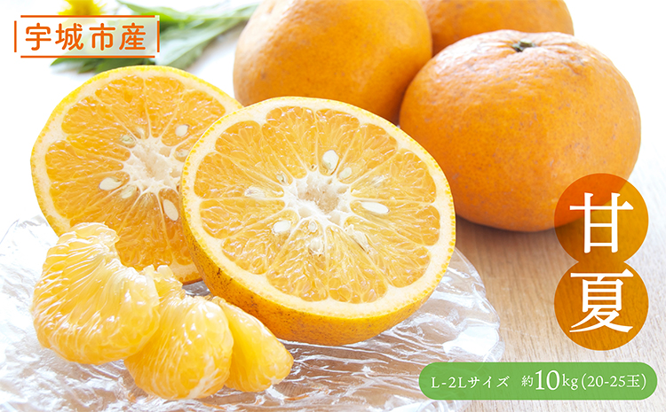 å
è¡äºçŽ çå€ çŽ10kg ã2026幎3æäžæ¬ã2026幎5æäžæ¬çºéäºå®ã çå€ã¿ãã æç© ãã ãã® ãã«ãŒã ææ© ã¿ãã èæ è°·å·ææš¹å