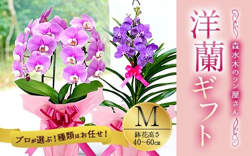 【森水木のラン屋さん】洋蘭 ギフト M 鉢花（高さ40〜60cm）お祝い 贈り物 フラワーギフト