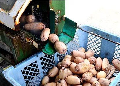 【2025年9月以降発送】 乾燥レンコン & パウダー セット 熊本県産れんこん100%使用 乾燥野菜 粉末 蓮根