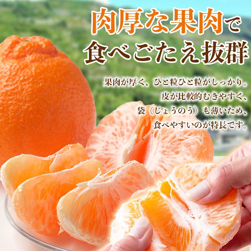 先行予約 デコポン 選べる容量 約3kg (6〜13玉)【2026年12月上旬〜2027年4月上旬配送予定】でこぽん 果物 フルーツ くだもの 柑橘 柑橘類 フルーツ 国産 熊本 熊本県 九州 産地直送 日本フルーツ