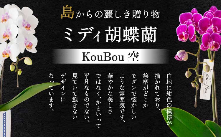  胡蝶蘭 花 母の日 ミディ胡蝶蘭 KouBou 空 2本立ち 【2026年5月上旬頃発送予定】 プレゼント 蘭 ラン 洋蘭 ミディサイズ 観賞用 お祝い 贈答 贈答用 かわいい おしゃれ 鉢植え 風呂敷 インテリア 産地直送 送料無料 株式会社なかがわ