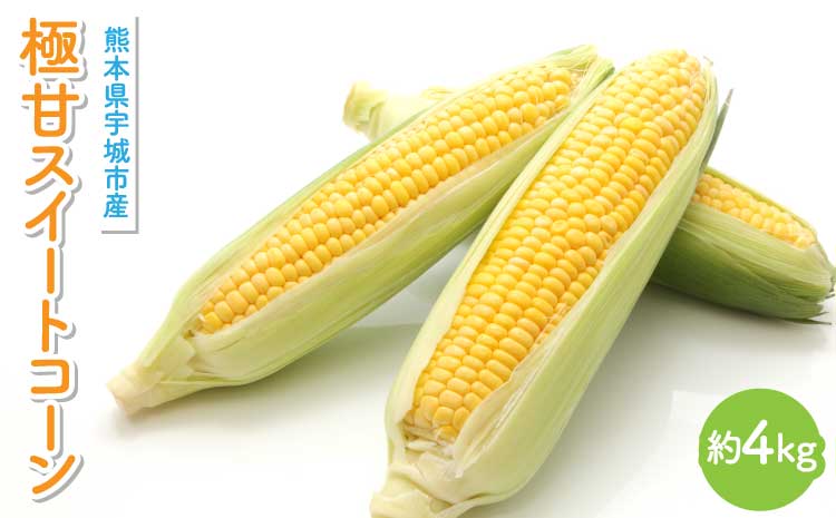 【先行予約】　極甘 スイートコーン 約4kg （12〜14本）山本農園 コーン とうもろこし トウモロコシ 玉蜀黍 糖度18度以上 【2026年4月下旬から順次発送】 甘い 野菜 やさい 国産 九州産 熊本産