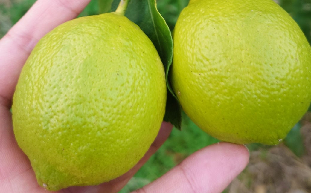 ユーレカ レモン 約5kg 【清水果樹園】【2024年9月下旬から11月下旬発送予定】