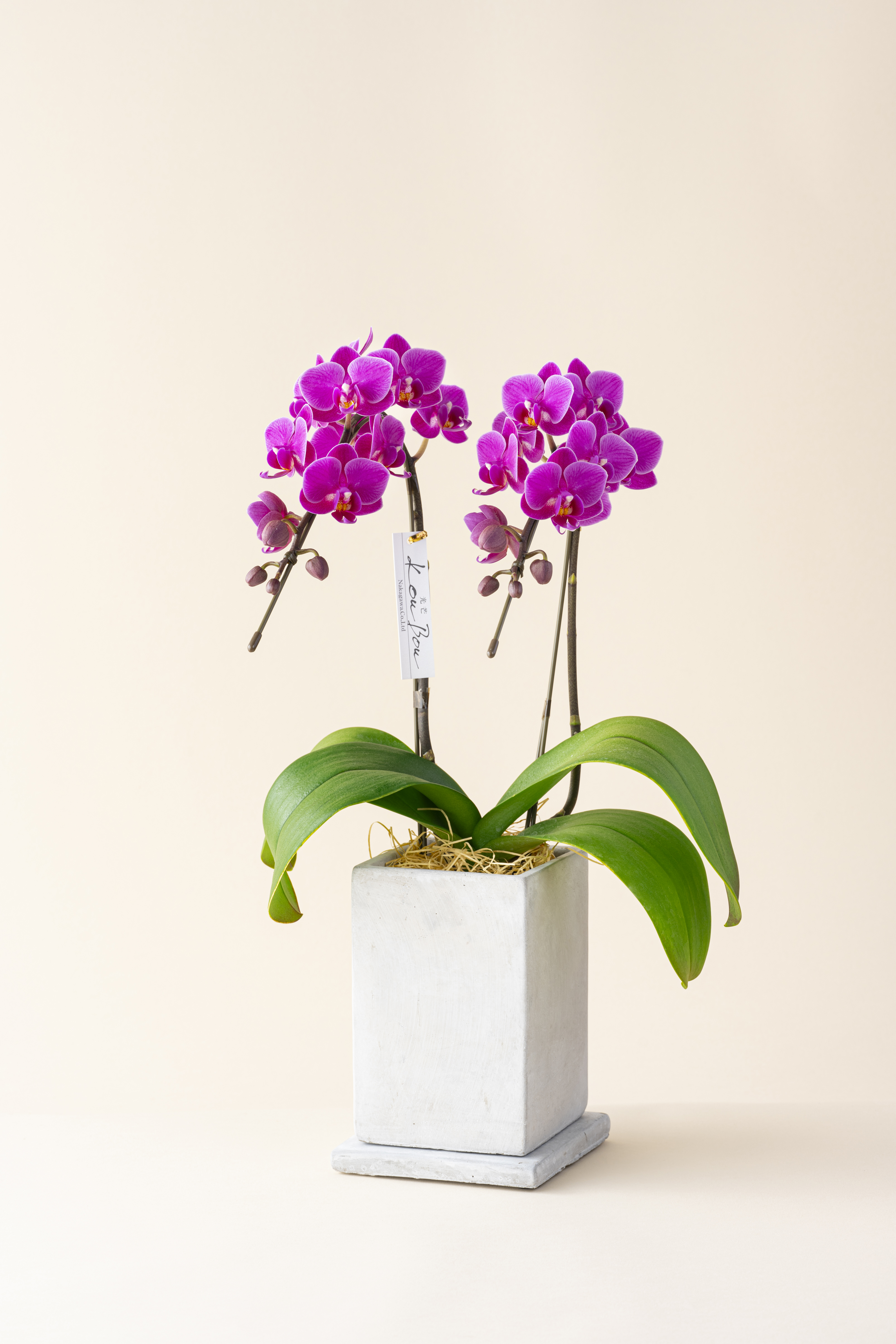 ミディ胡蝶蘭 KouBou 大地 2本立ち 洋蘭 観賞用 贈答用 植物
