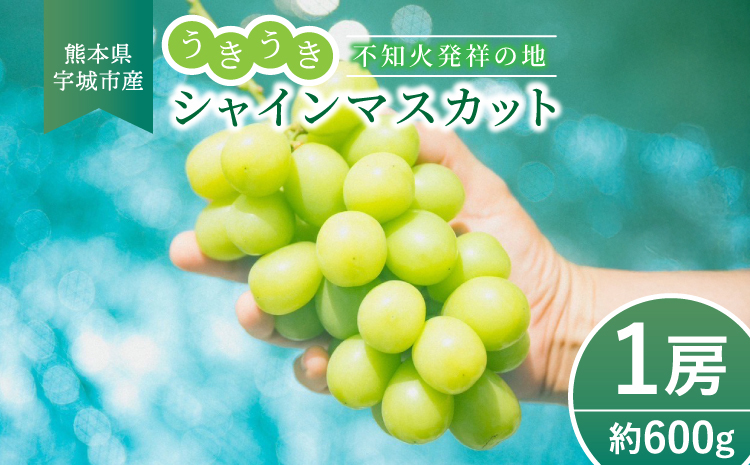 【先行予約】 シャインマスカット うきうき シャインマスカット 1房 約600g 【2026年7月下旬-2026年9月下旬頃 順次発送予定】 ぶどう 果物 大粒 高級 ブドウ 葡萄 マスカット 宇城市産 熊本県産 九州産 国産 冷蔵 不知火発祥の地