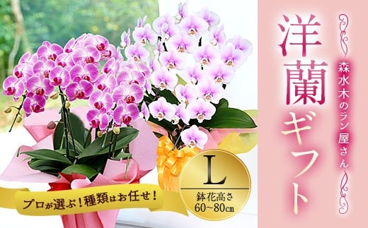 【森水木のラン屋さん】洋蘭 ギフト L 鉢花（高さ60～80cm）お祝い 贈り物 フラワーギフト
