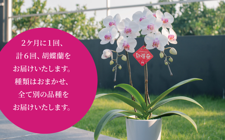 【定期便6回】ミディ胡蝶蘭の定期便（2ヶ月に1回）洋蘭 観賞用 贈答用