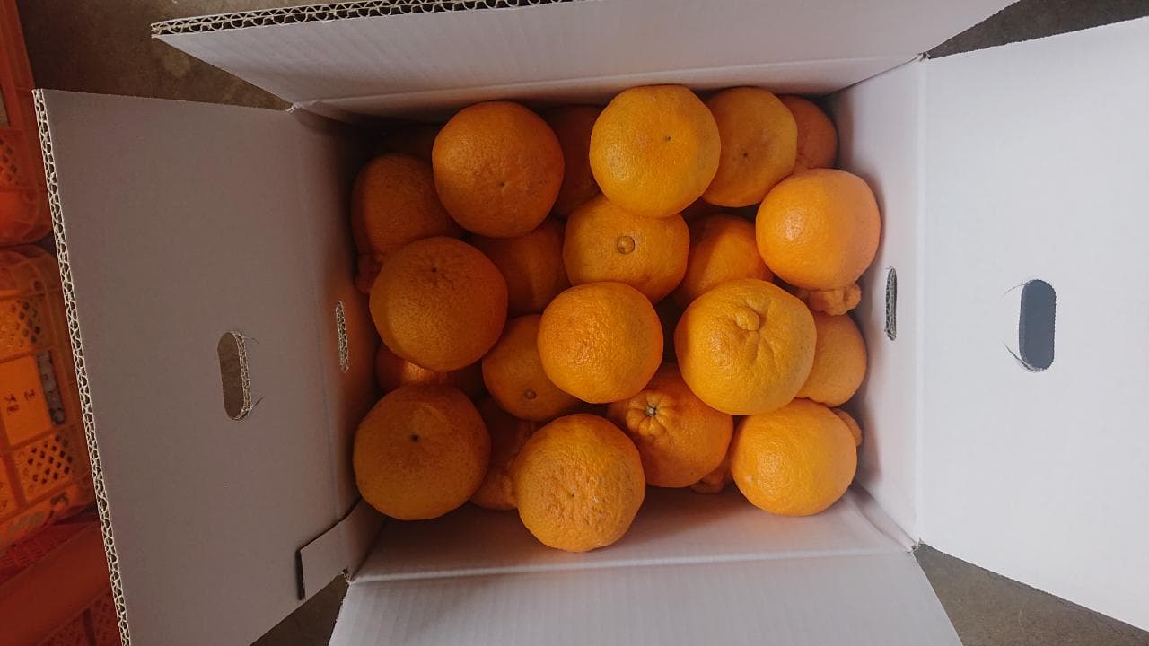 みかん 不知火 あーちゃん家の不知火 訳あり 10kg 約40〜50玉前後 【2026年4月上旬〜5月下旬発送予定】 わけあり しらぬい 柑橘 熊本県産 九州産 国産 宇城市産 