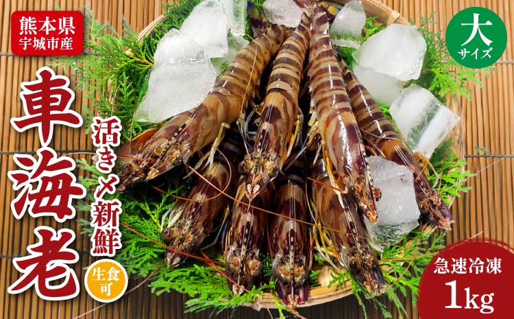 特殊冷凍 車海老 (大サイズ) 250g×4パック 計1kg 熊本県産
