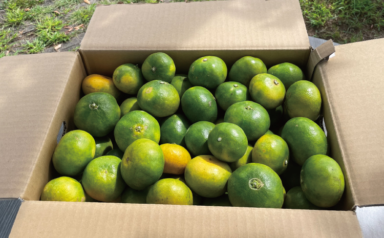 先行予約 みかん 尾崎 早生 温州みかん 約5kg (30玉前後) 【2026年12月上旬から12月下旬頃発送予定】 早生みかん みかん ミカン 蜜柑 フルーツ 果物 くだもの ひでみかん