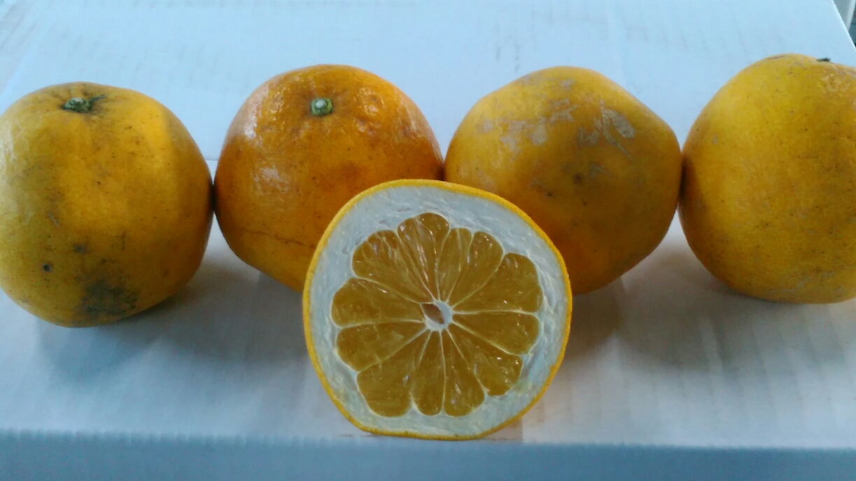 【先行予約】 訳あり 河内晩柑 12kg 規格外 サイズ不選別 果物 くだもの フルーツ 柑橘 かわちばんかん 訳アリ 【2026年3月下旬〜6月下旬発送予定】