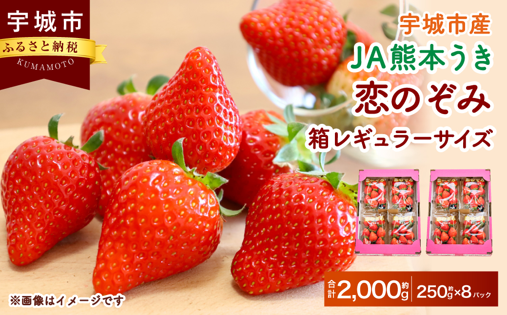 【JA熊本うき】恋のぞみ（250g×8パック）合計2kg 箱レギュラーサイズ【2025年1月上旬〜3月上旬発送予定】いちご 苺 イチゴ