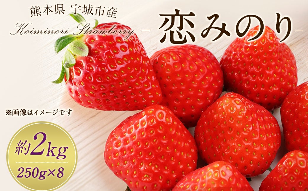 宇城市産 恋みのり イチゴ 8パック 約2kg【2025年2月上旬から3月下旬発送予定】苺 いちご イチゴ 恋みのり