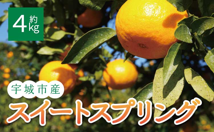 先行予約 スイートスプリング 選べる容量 約4kg (20玉前後)【2025年12月上旬から2026年1月下旬頃発送予定】フルーツ 果物 くだもの 熊本県産 九州産 国産 送料無料 ひでみかん